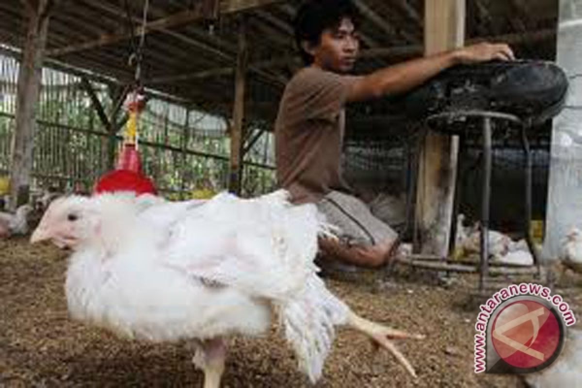 Satu ekor ayam terjangkit virus flu burung   