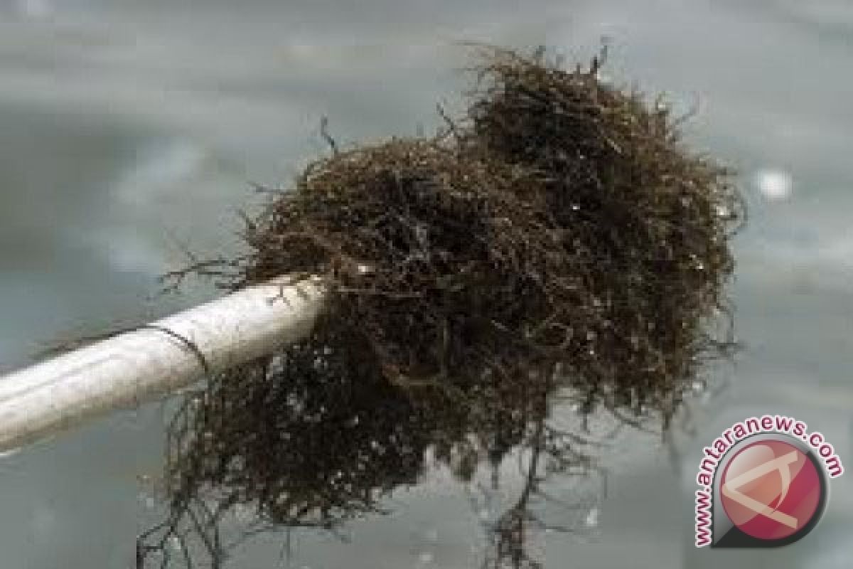 Panen rumput laut terlambat karena serangan hama