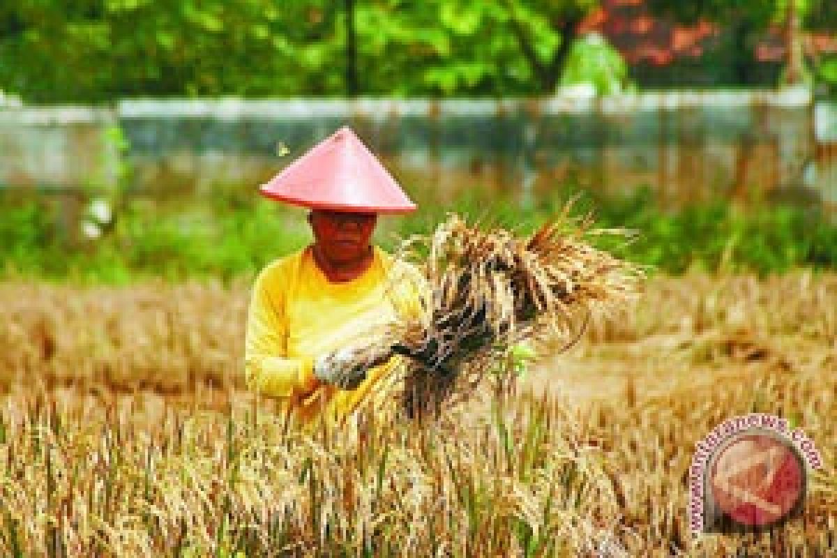 Petani Cangkringan sukses panen raya padi Ciherang