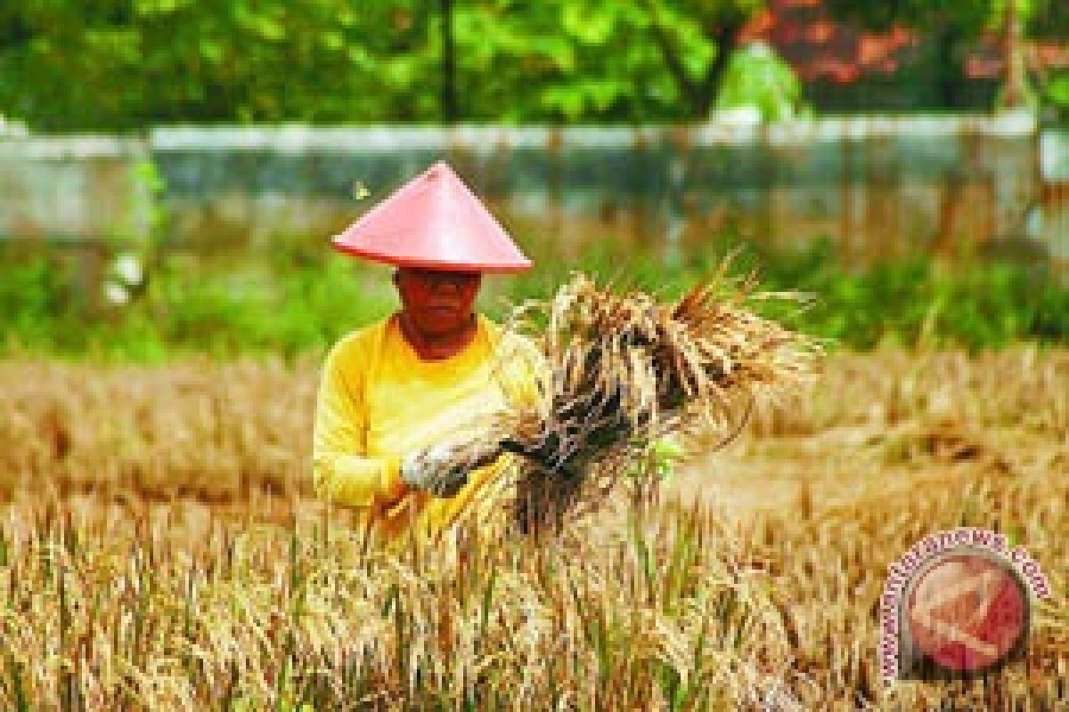 Kementan imbau petani gunakan padi varietas amfibi