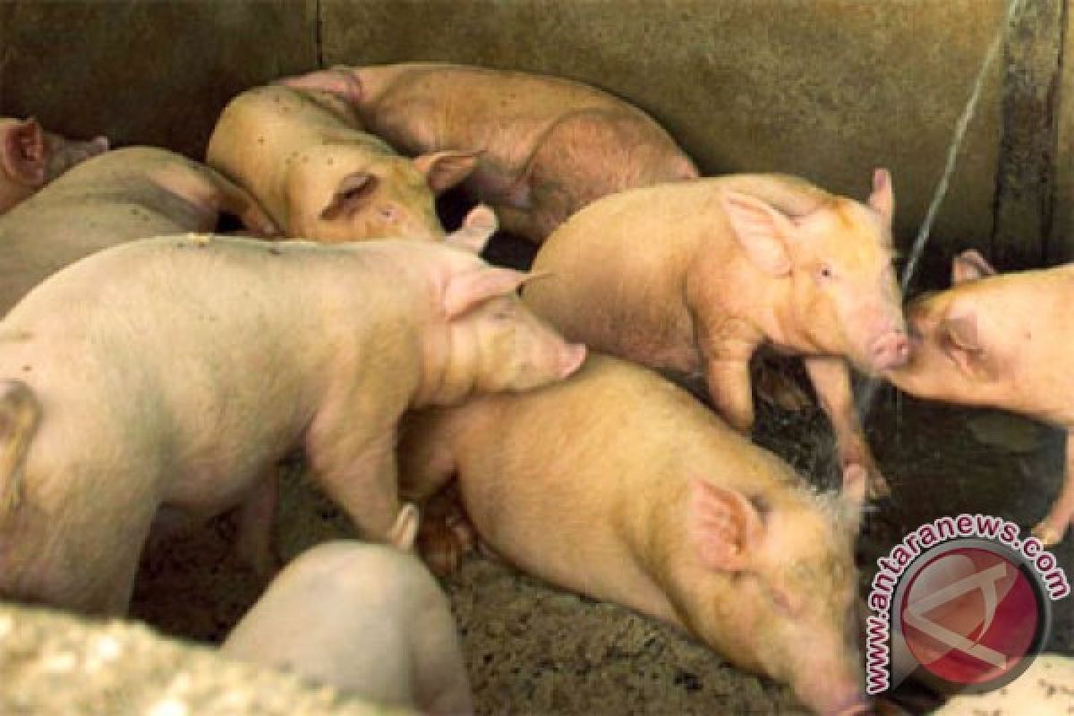 13.000 babi mati di sungai China