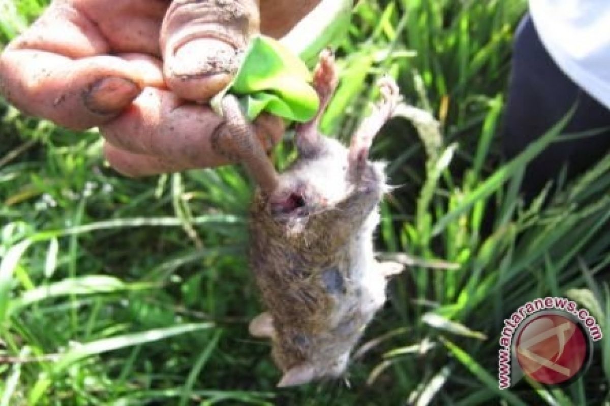 Hama Tikus Mulai Serang Padi Petani Kotabaru 