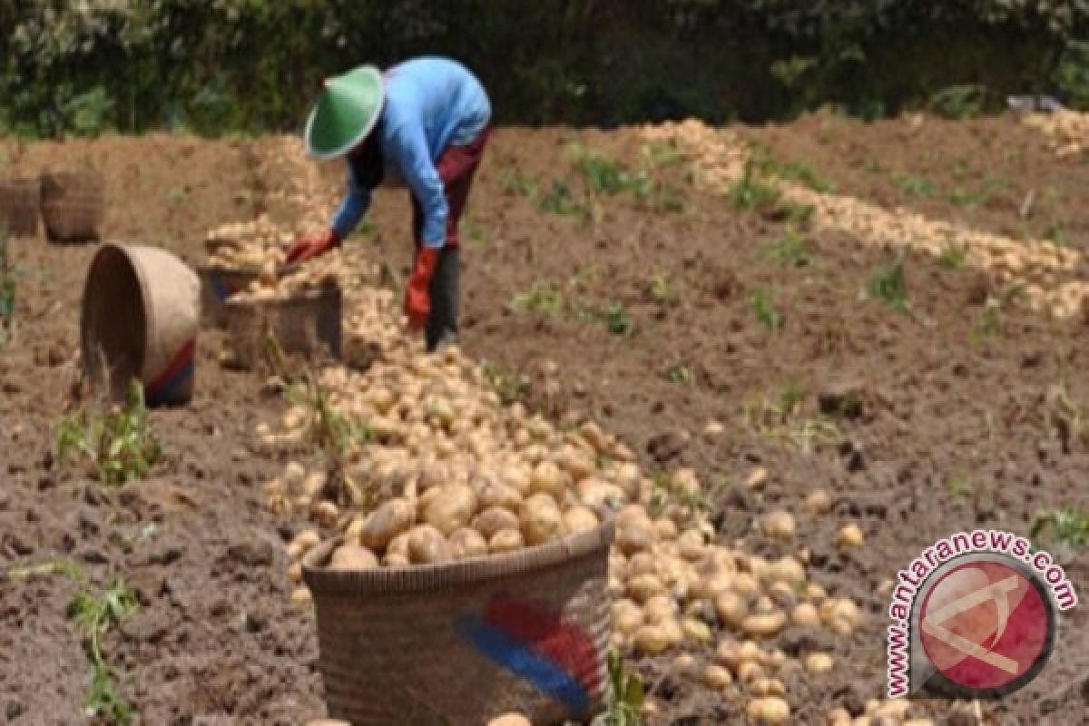 Petani Rejanglebong produksi kentang merah 27,5 ton 