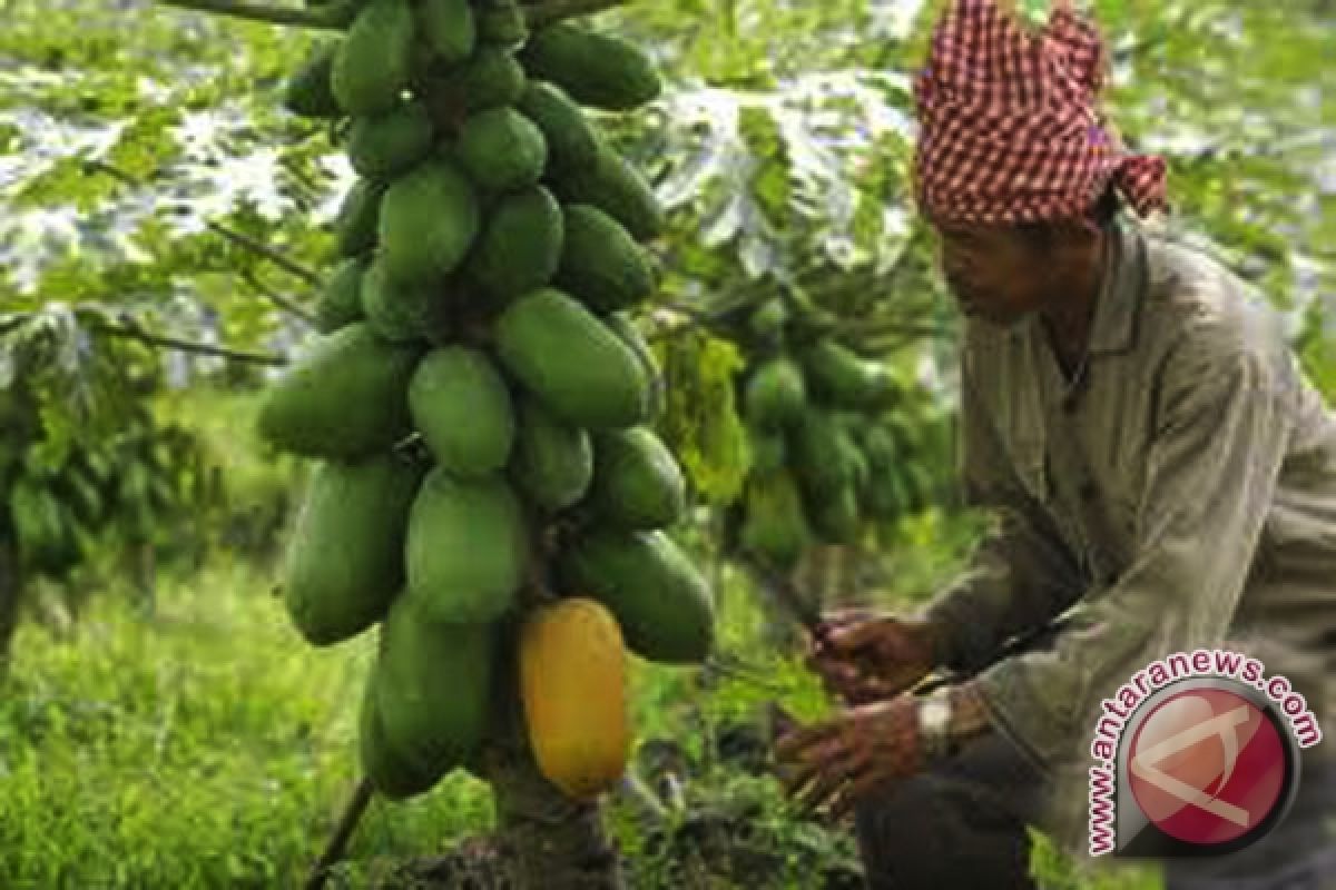 Penyakit jamur sebabkan produksi buah pepaya turun 