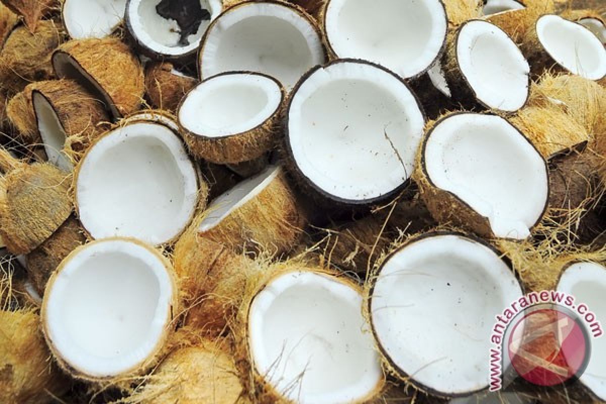 Sulut ekspor tepung kelapa ke Peru