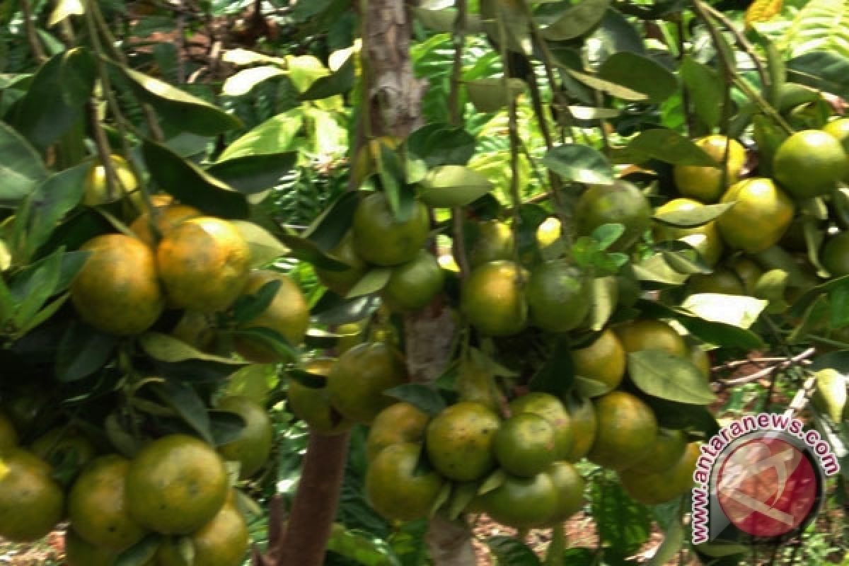 Petani Langkat kembangkan tanaman jeruk 159 hektare