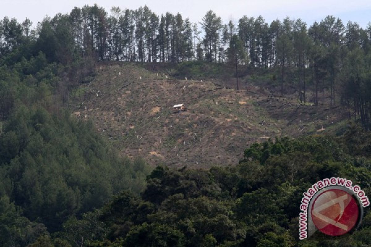 2.500 hektare hutan Bengkulu tengah rusak