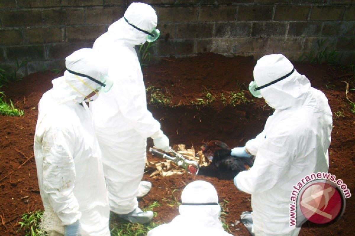 Disnak Bengkulu temukan penyebaran flu burung baru