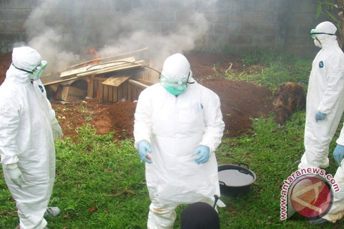 Warga  tidak bersedia musnahkan unggas  flu burung 