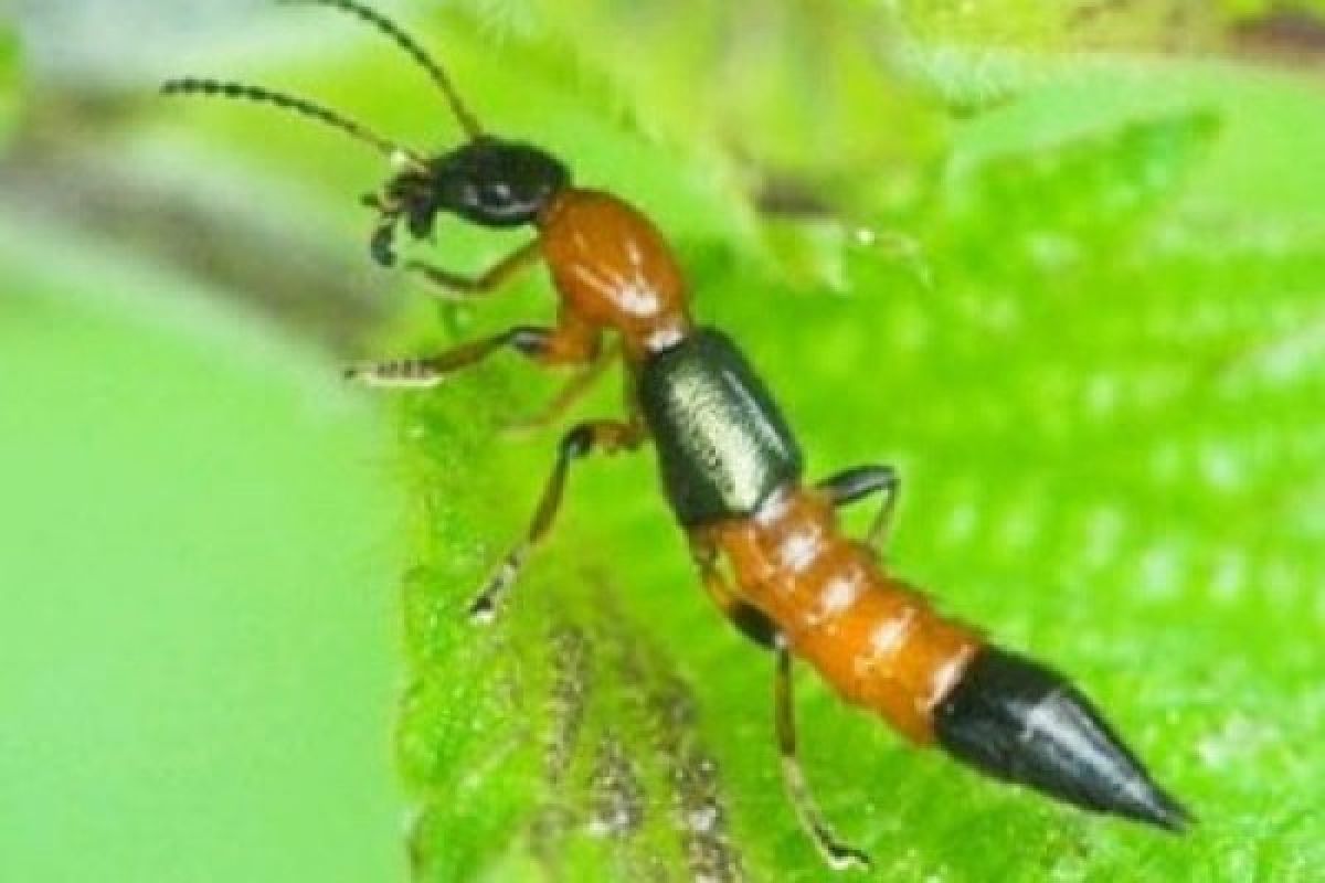 Outbreak of rove beetles reaches Sleman