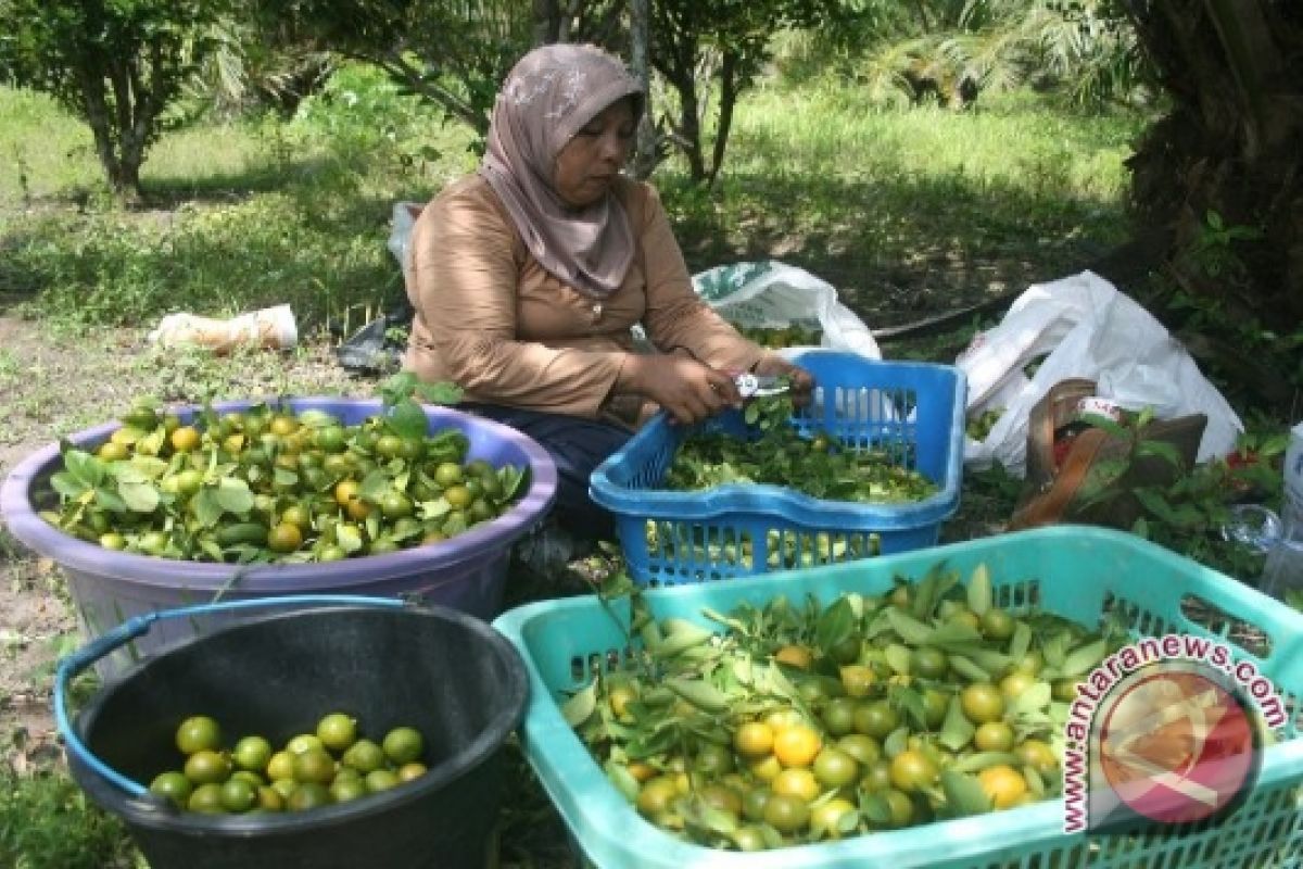 Tiga buah unggulan Bengkulu di pameran pangan Pontianak