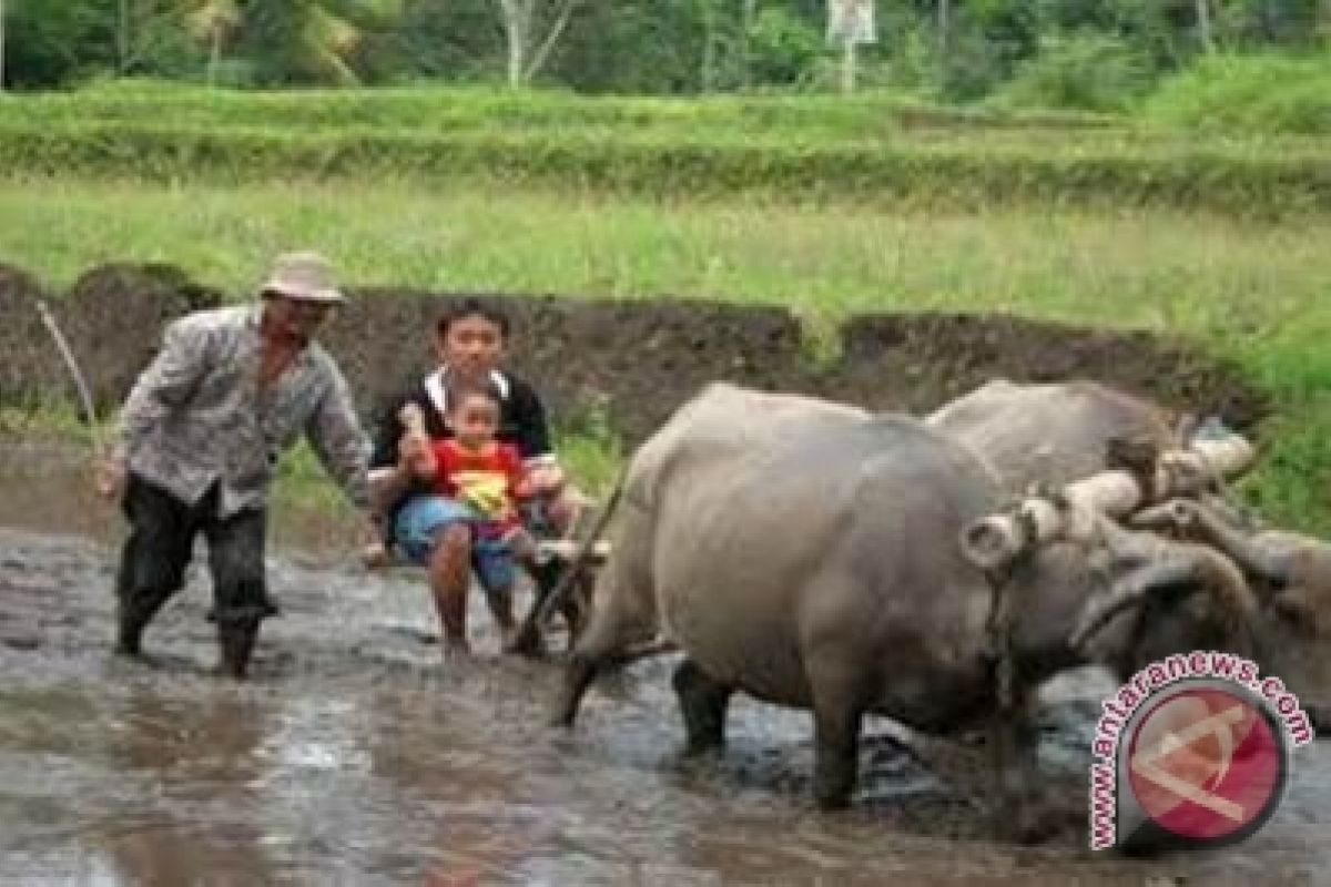 Bantul kembangkan desa wisata gerakkan perekonomian masyarakat 