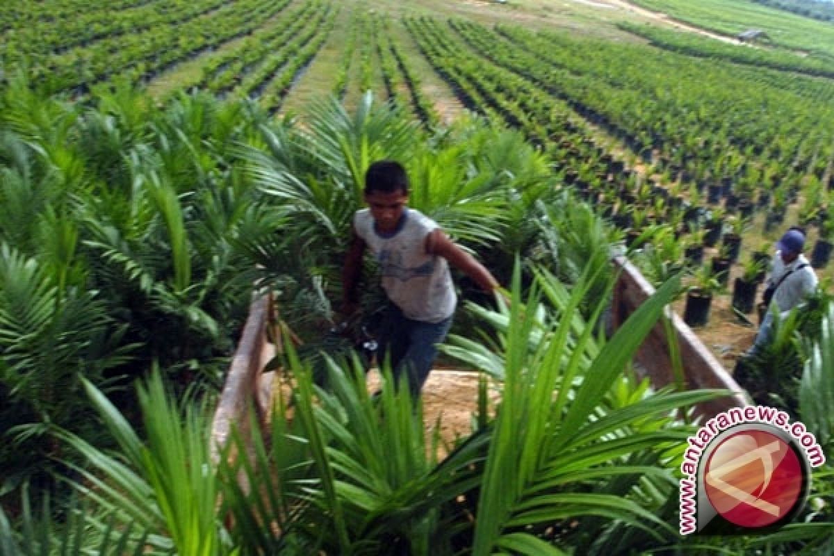 Jambi punya perkebunan sawit 515.300 hektare