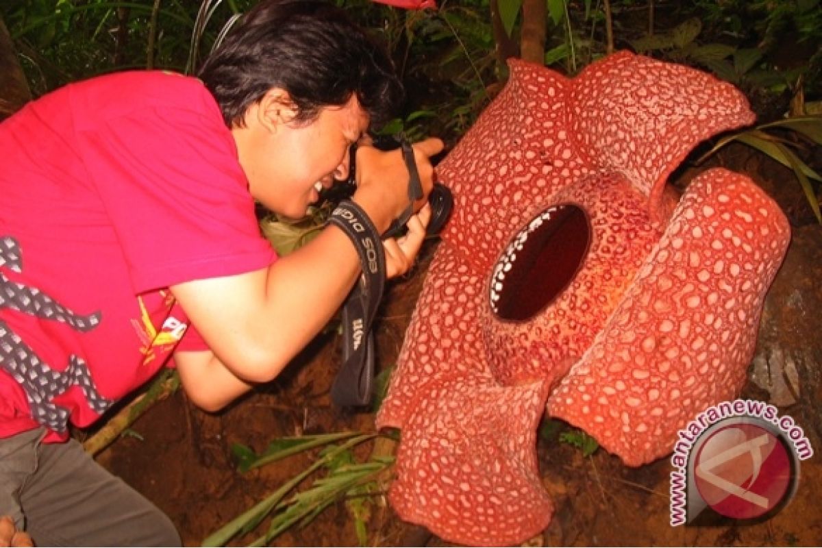 Rafflesia  mekar di Taba Penanjung 