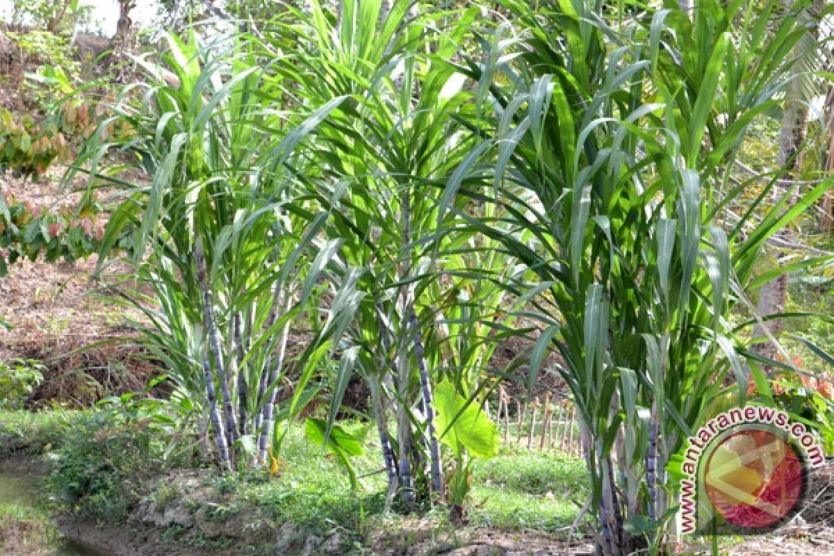 Lampung Perluas Lahan Tebu