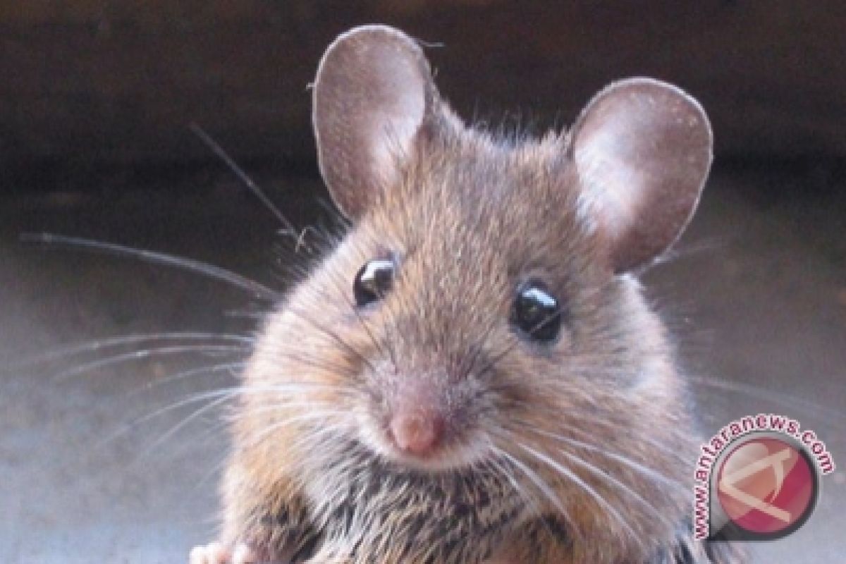 Virus baru ditemukan pada tikus rumahan di New York