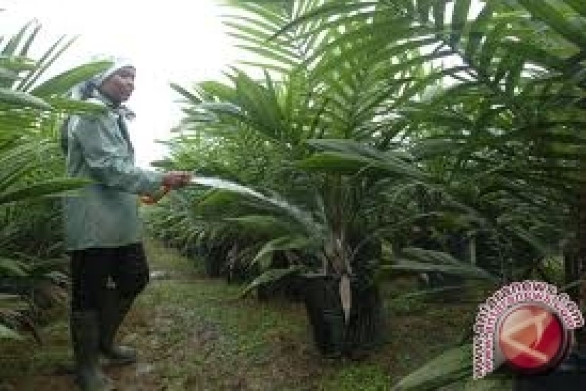 28.000 hektare sawit Kaltim perlu diremajakan