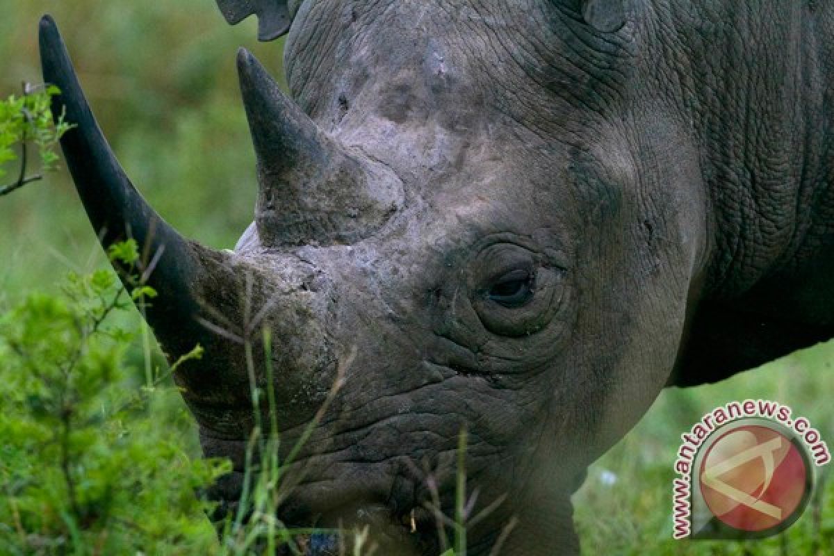 Number of poached rhinos in S. Africa keeps rising