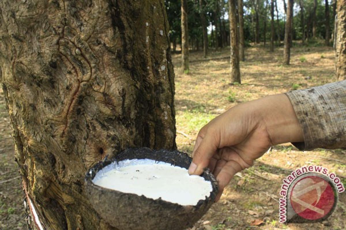 Rubber price falls in South Sumatra 