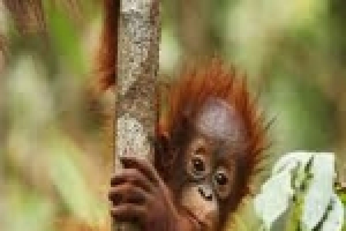 Pameran foto kampanyekan peduli orangutan 