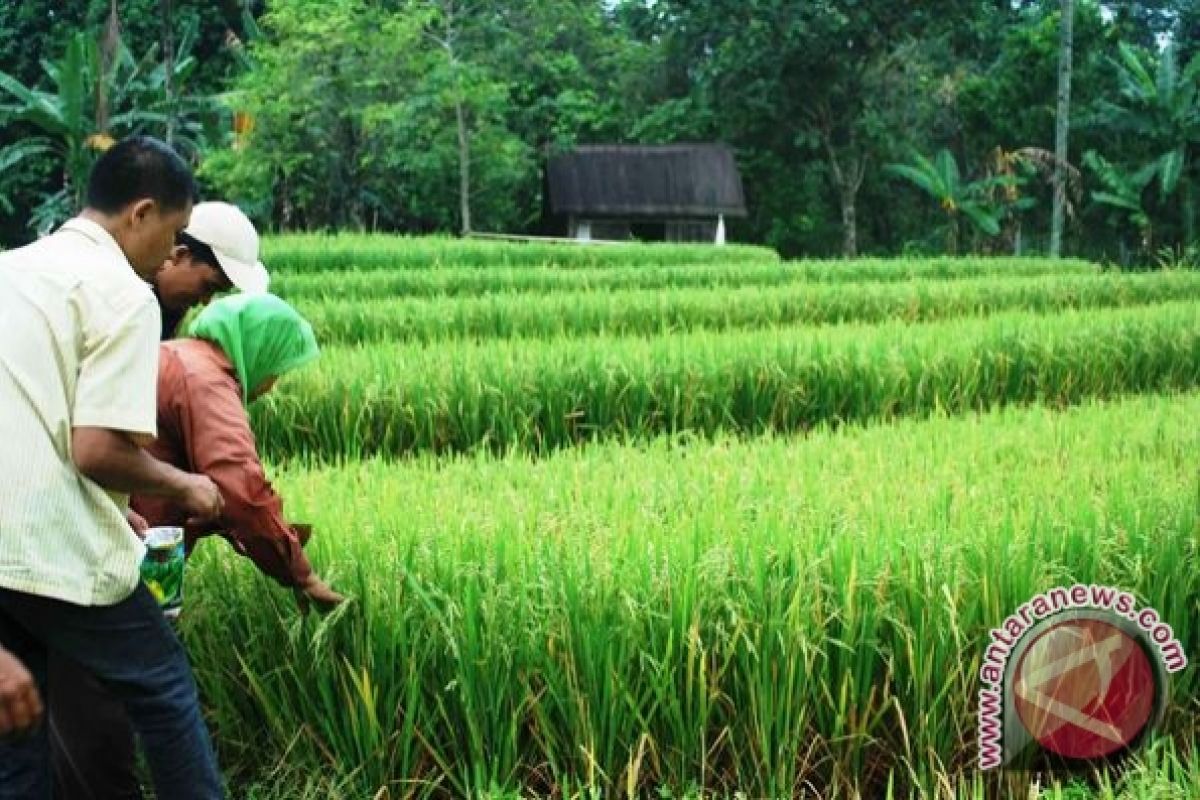 Lahan pertanian Sumsel dimaksimalkan tingkatkan produksi padi 
