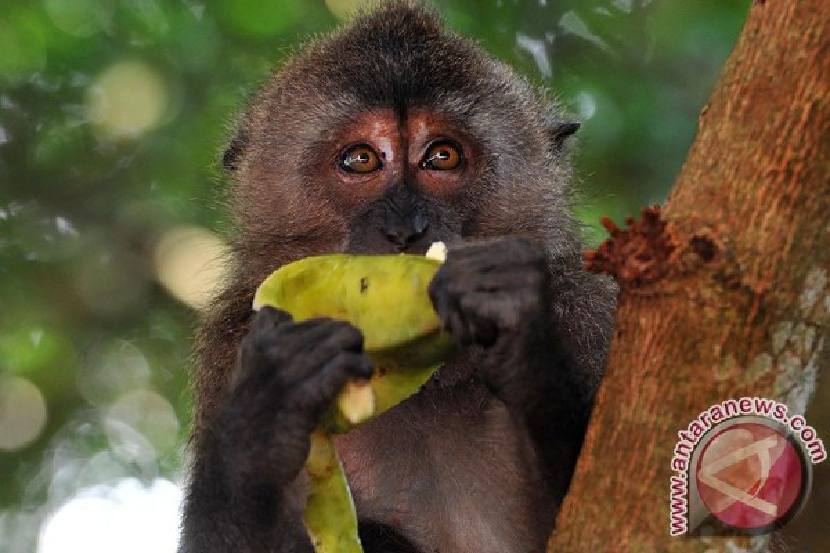 Kekurangan makan, ratusan kera di Bali ke jalan raya