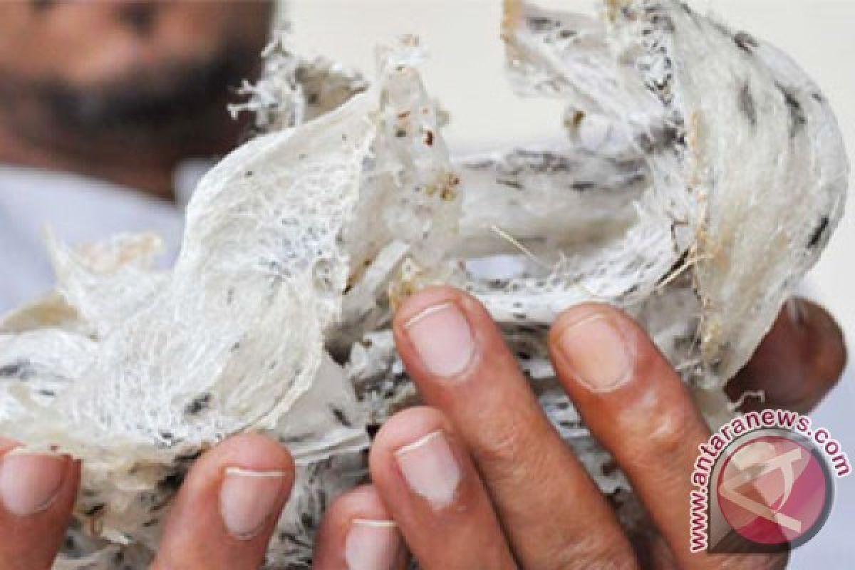 80 percent of swallow nest in China imported from Indonesia