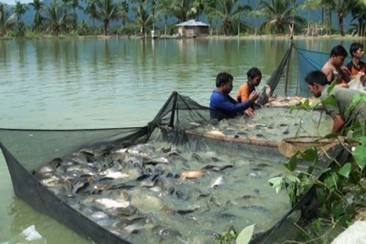 Produksi Ikan Lubuk Larangan Dharmasraya 201,8 Ton