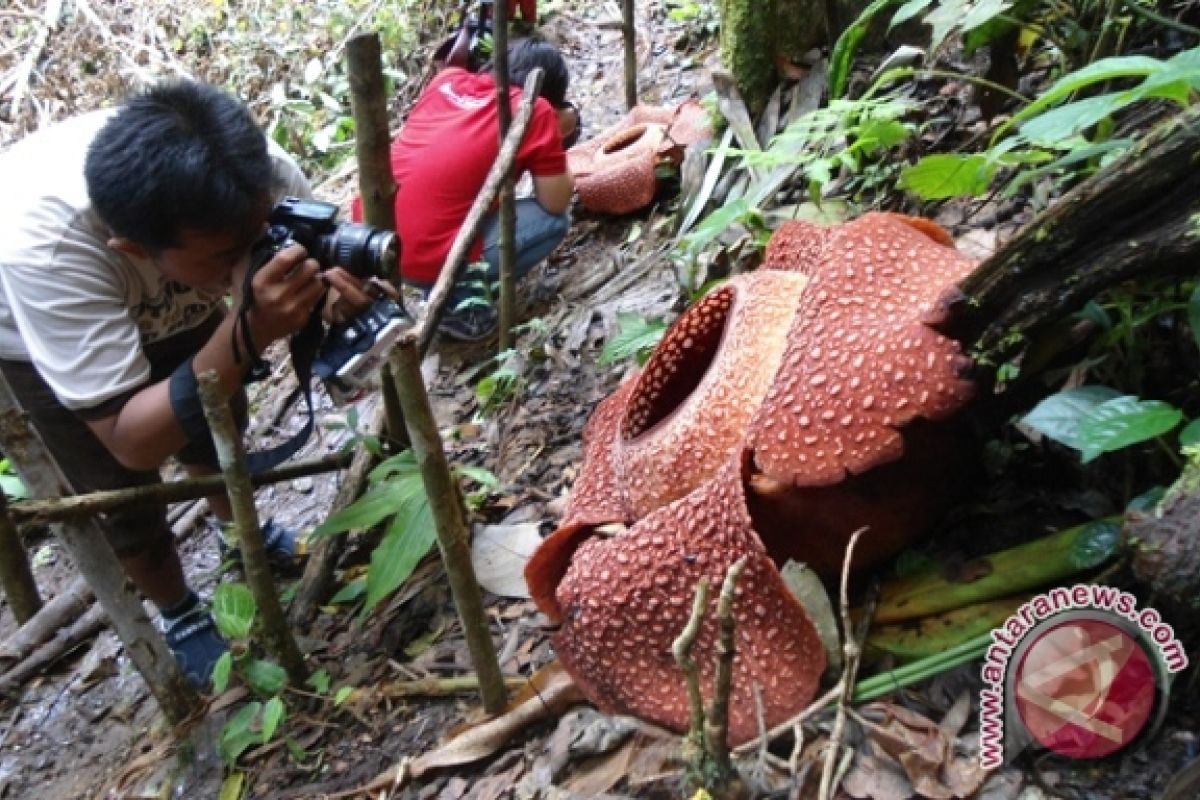 Dua Rafflesia arnoldii mekar di Kepahiang
