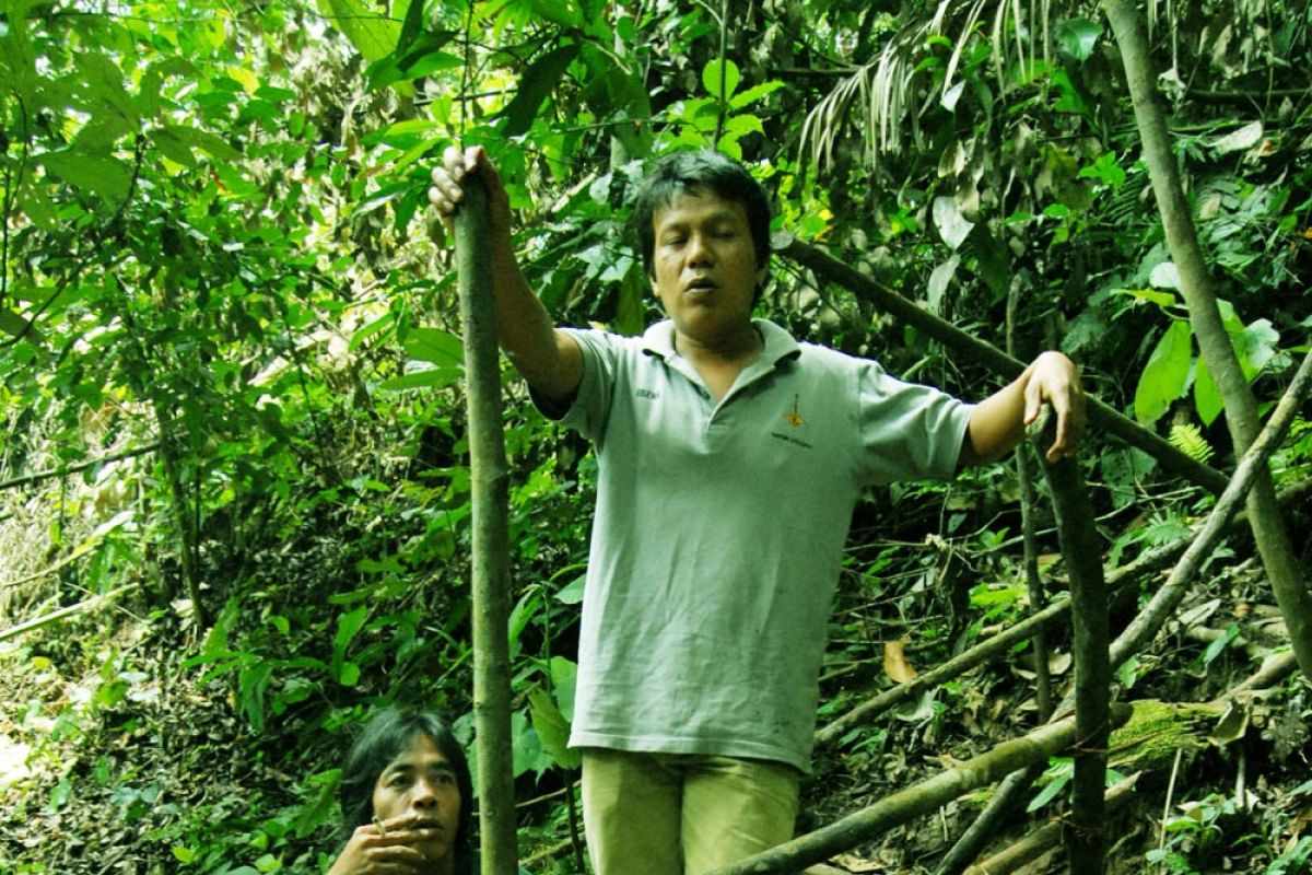 Tiga Rafflesia mekar sempurna di hutan Bengkulu