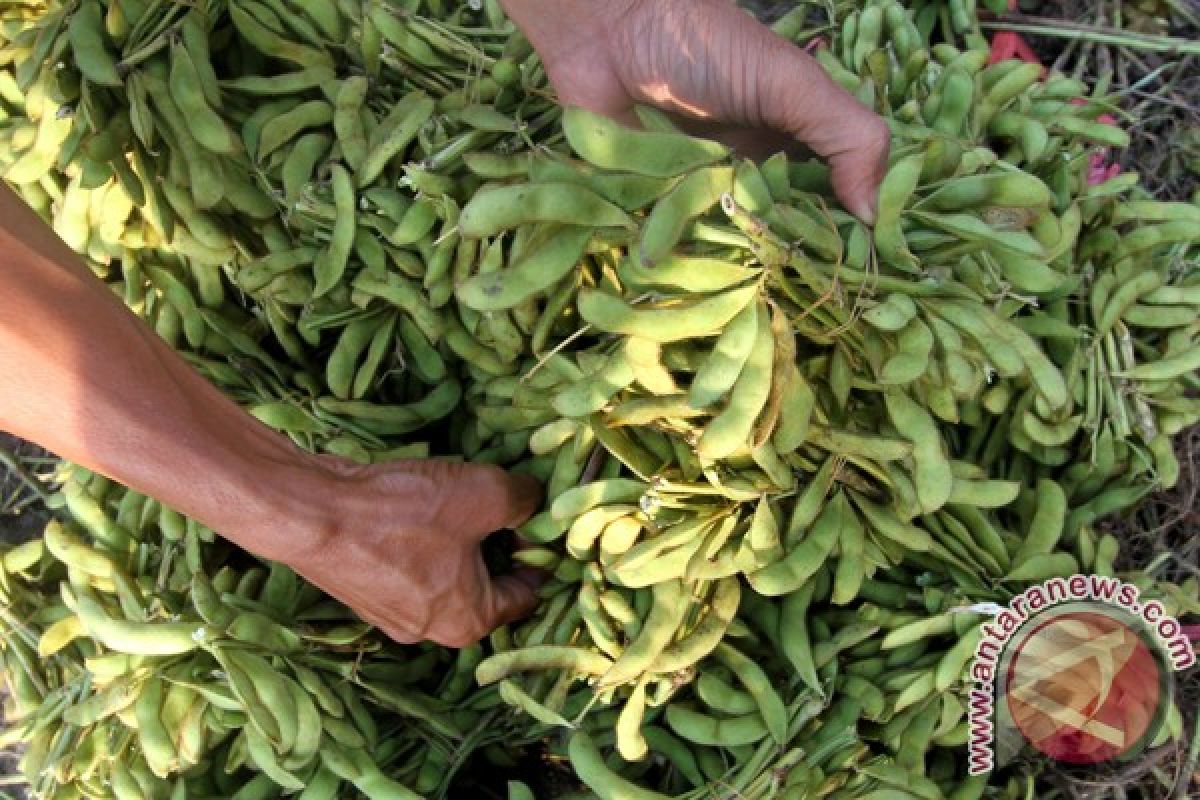 Petani Tulungagung tak menikmati kenaikan harga kedelai