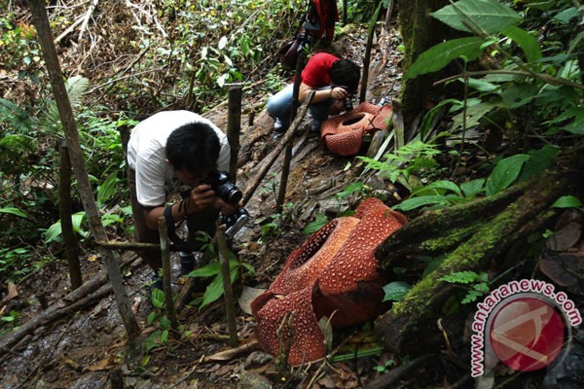 Dua Rafflesia arnoldii mekar di hutan Seluma