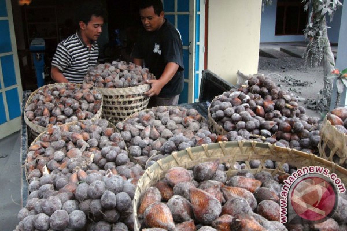 Petani salak di Teluk Pandan menuai untung