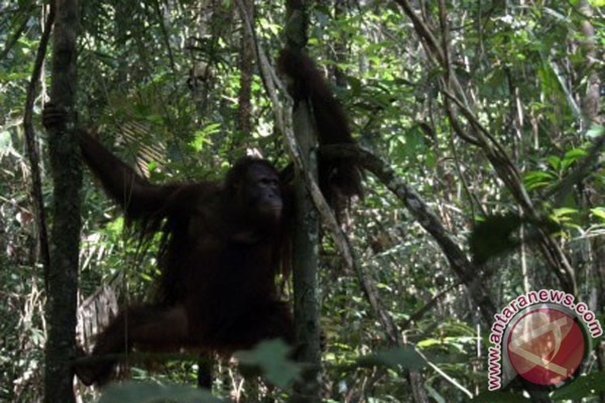 BOS kirim 5 orangutan ke Nyaru Menteng