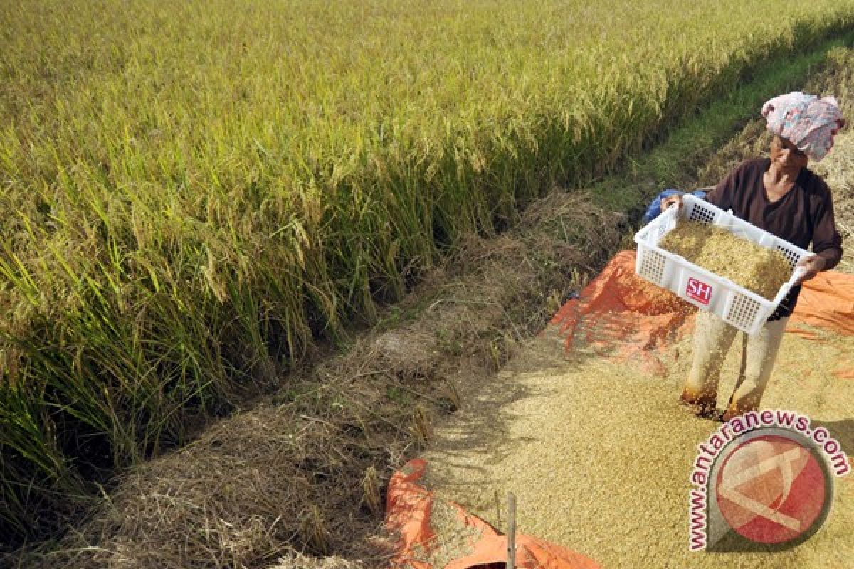 Indonesia needs 14 mln ha to achieve rice surplus