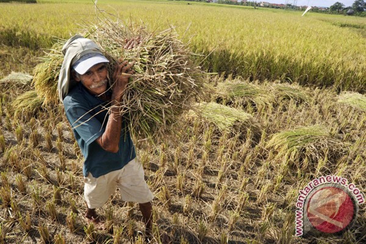 Target produksi beras akan direvisi