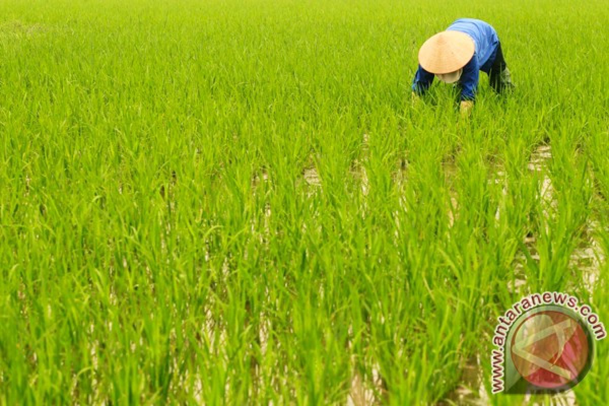 Hindari panas ekstrem, petani Vietnam tanam padi pada malam hari