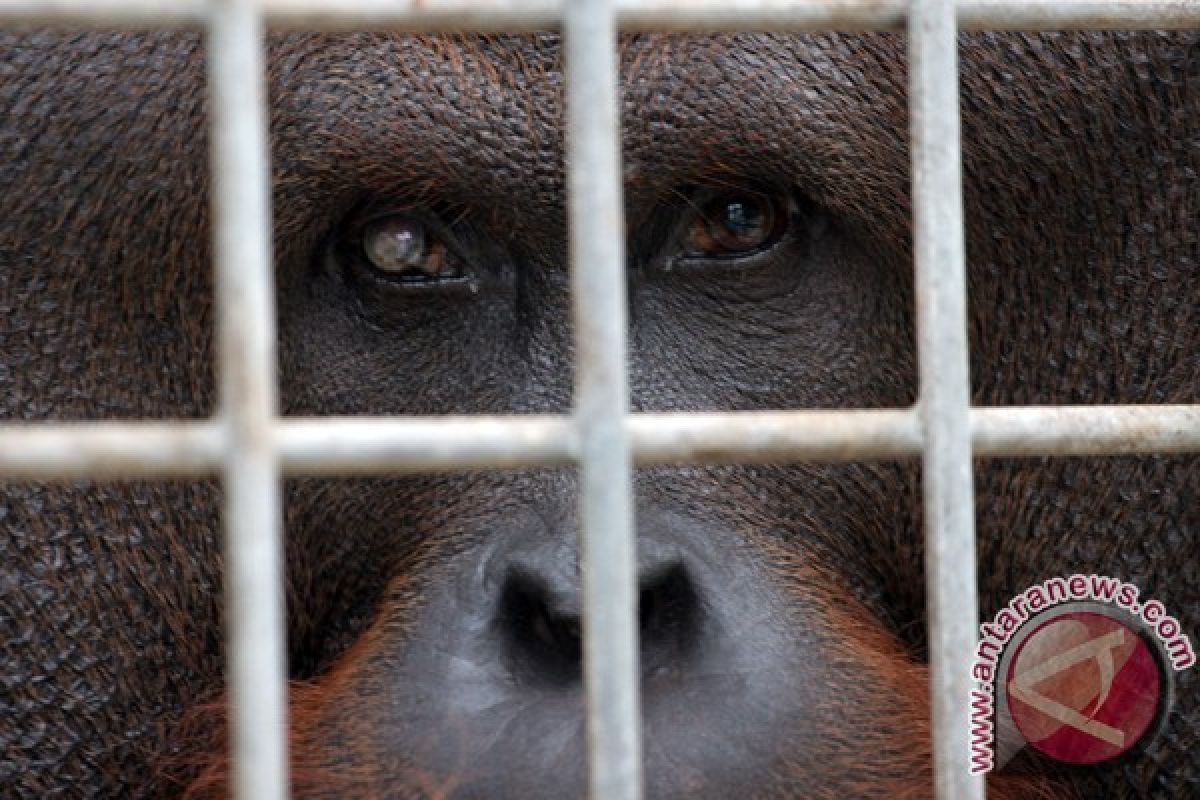 Orangutan number declining in Sumatra island