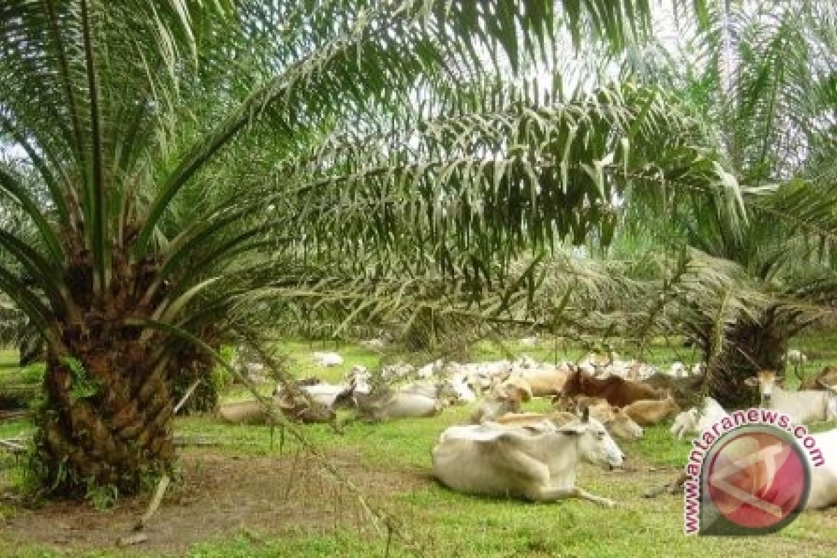 Perkebunan sawit diajak kembangkan ternak sapi