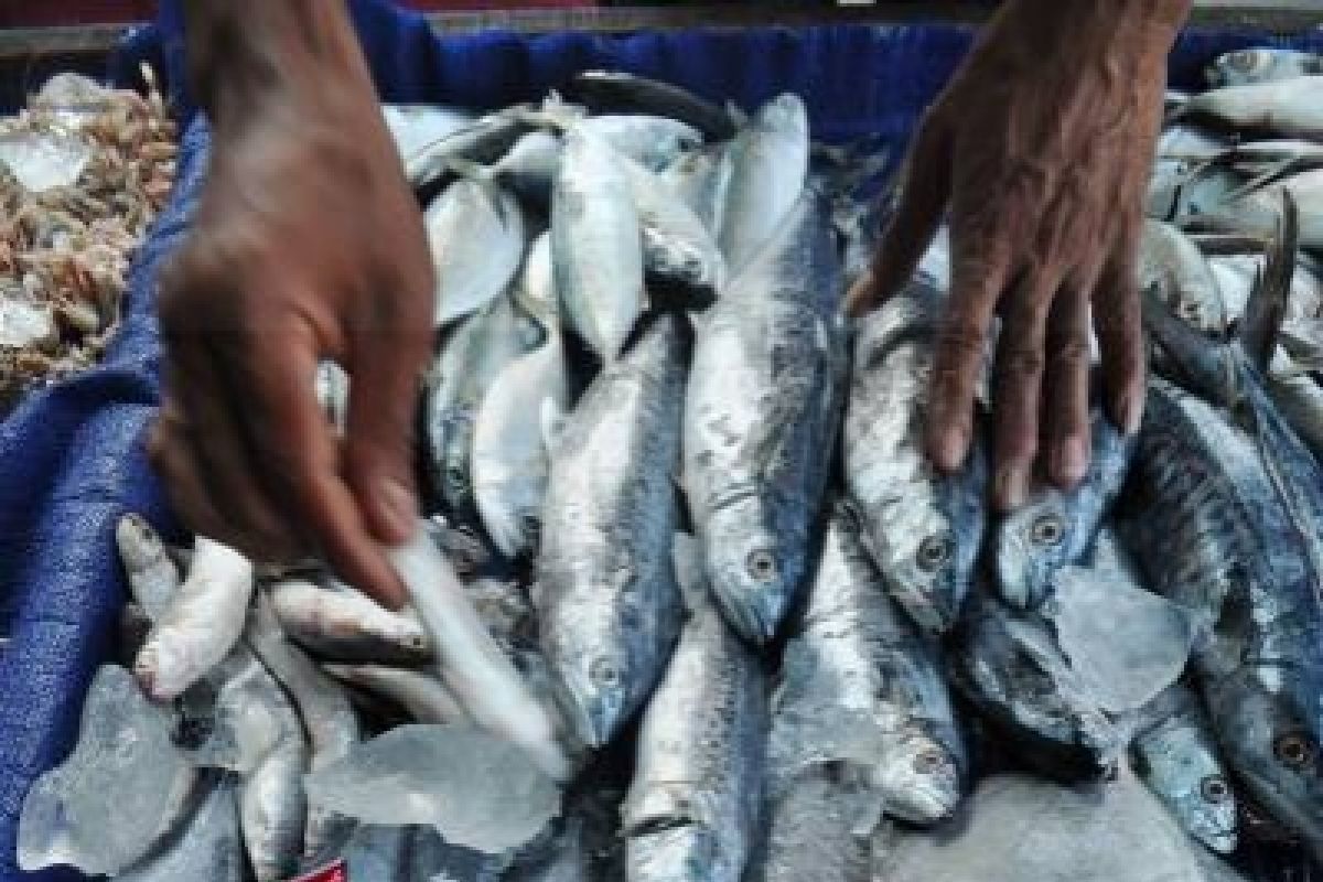 Produksi PPN Capai 1,1 Ribu Ton Ikan 