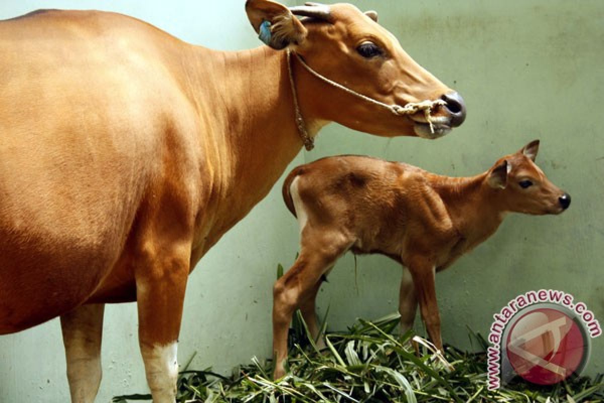 Taman Safari Prigen kembangkan sapi "Jaliteng"