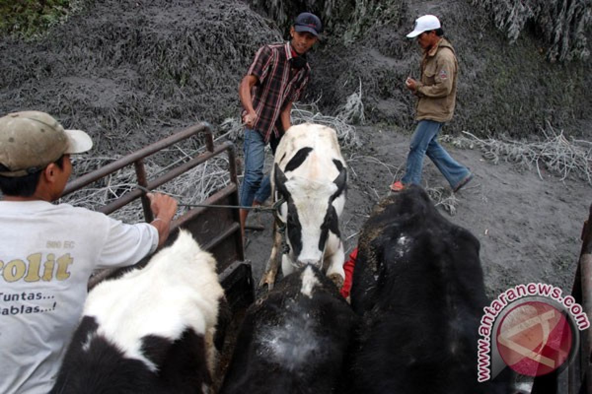 ProFauna kirim tim penyelamat ternak korban Kelud