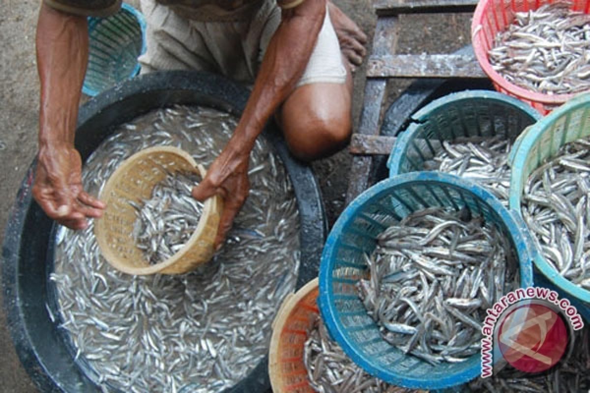 Perajin Mukomuko hasilkan 10 ton ikan teri