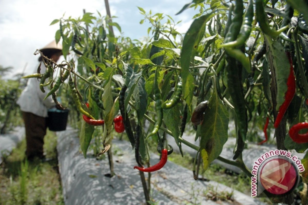 Petani disarankan tanam hortikultura mulai Mei