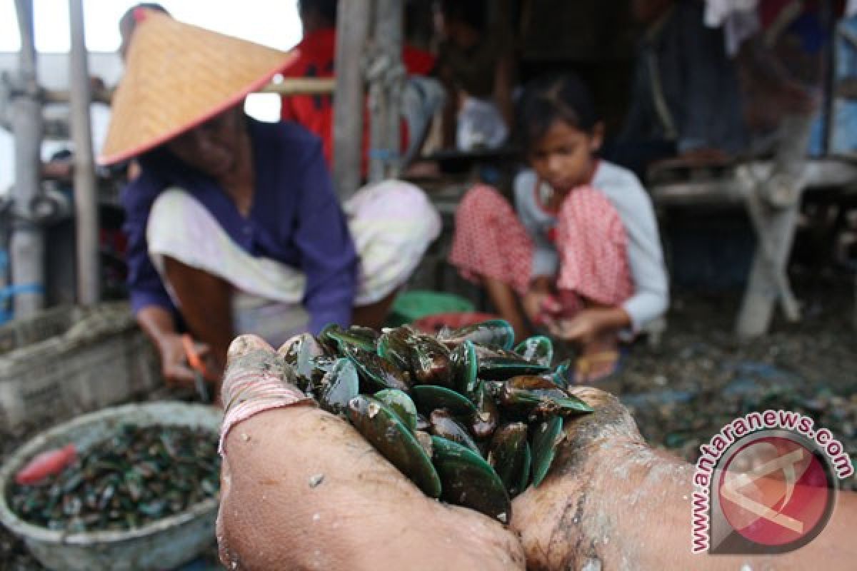 Nelayan Tangerang kesulitan panen kerang hijau