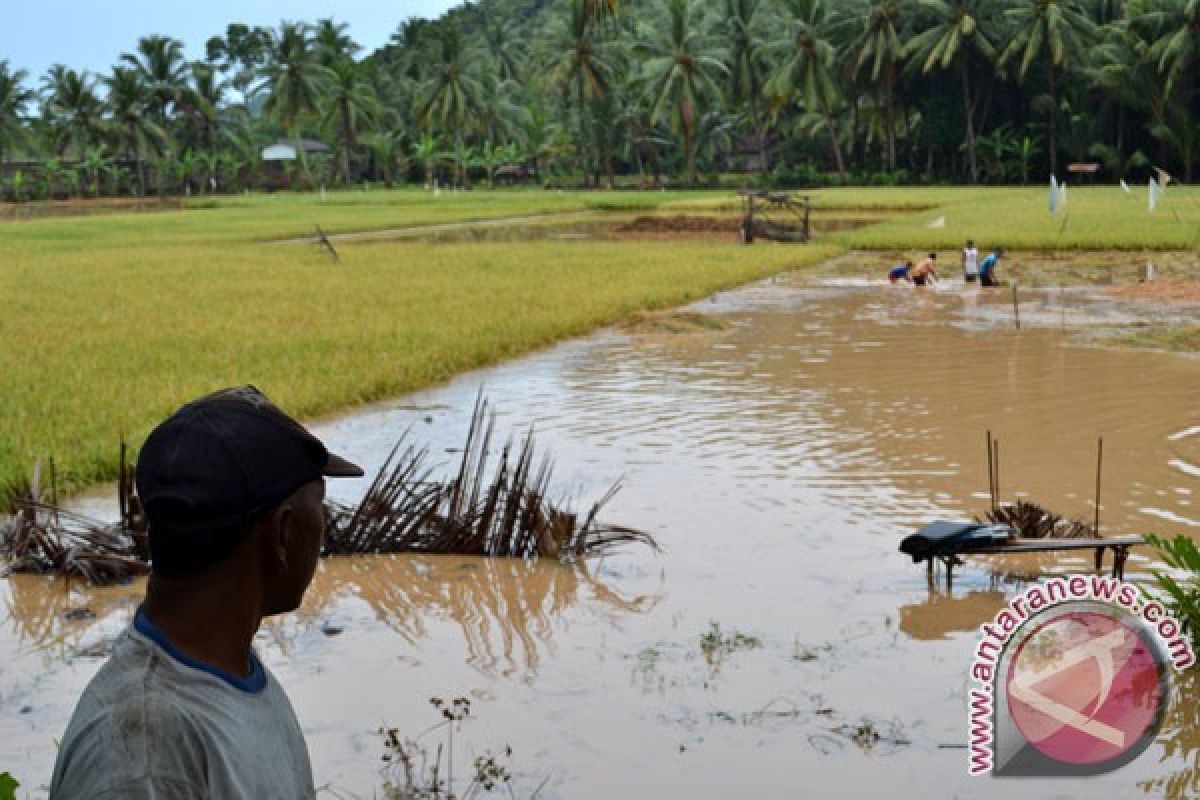 Ratusan hektare sawah di Lampung Selatan teredam 