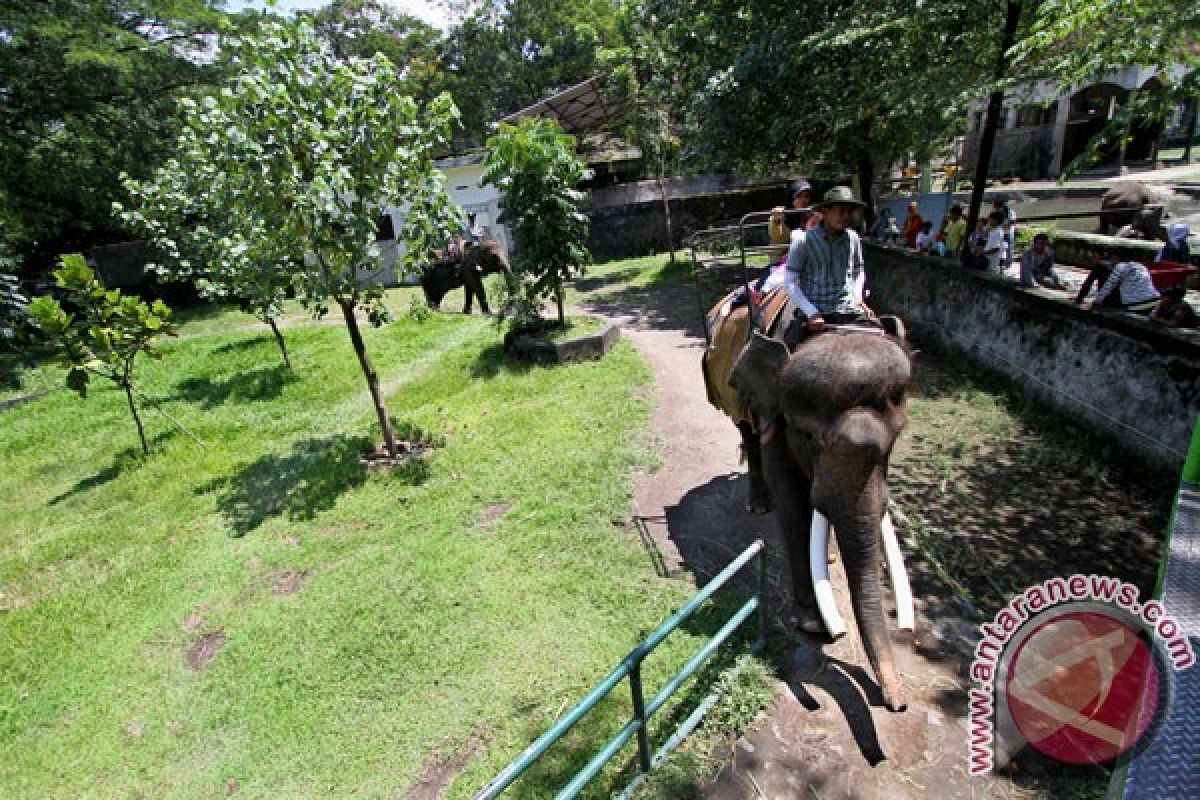 Kebun Binatang Yogyakarta dibanjiri pengunjung