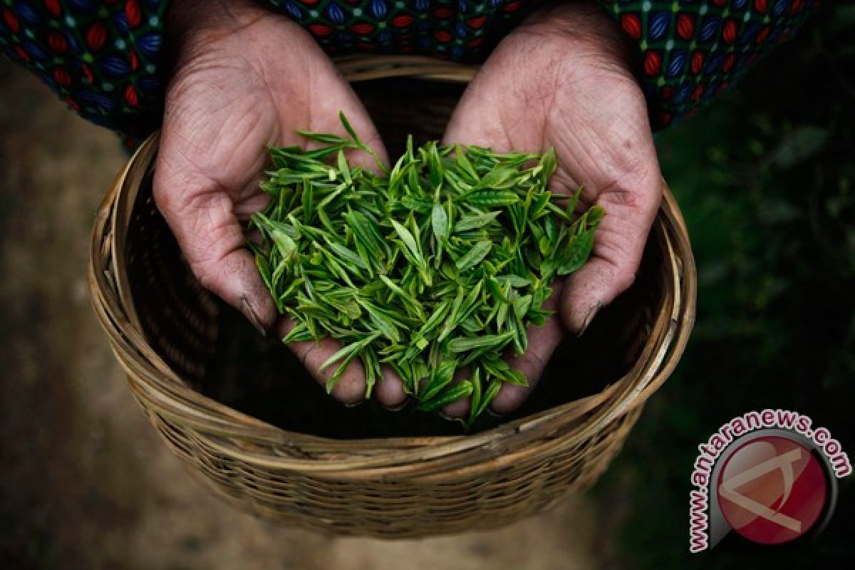 Wamendag: Indonesia impor teh 20 ribu ton