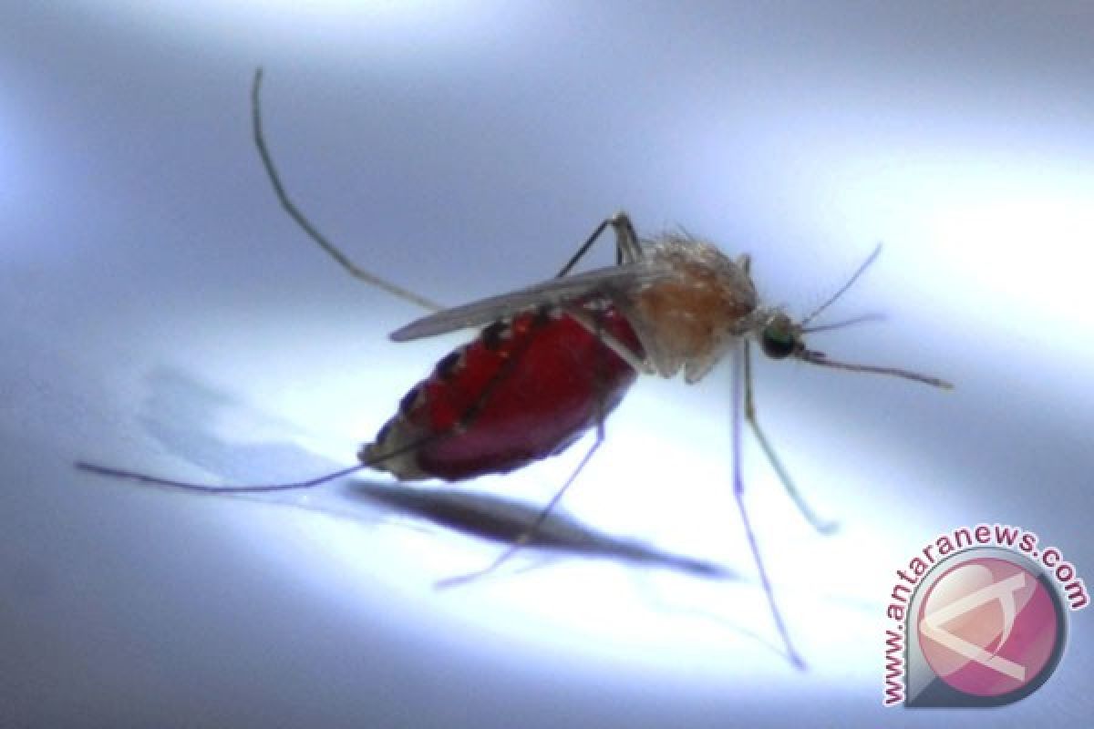 Brasil perangi demam berdarah dengan nyamuk "mutan"