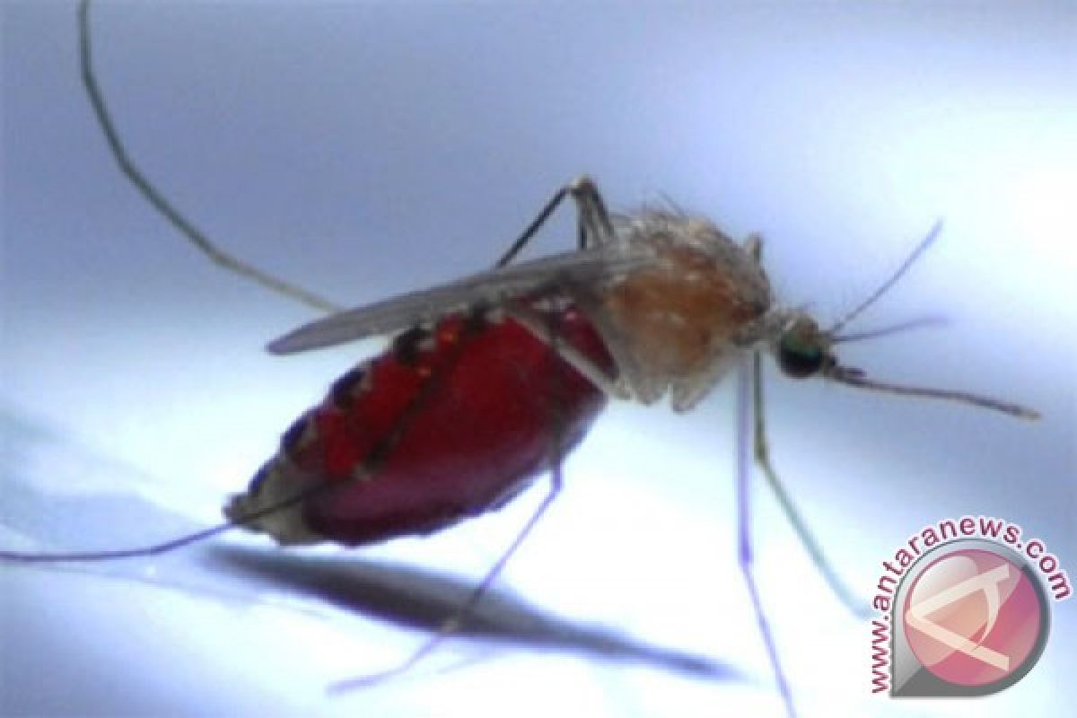 Cara jitu melawan nyamuk